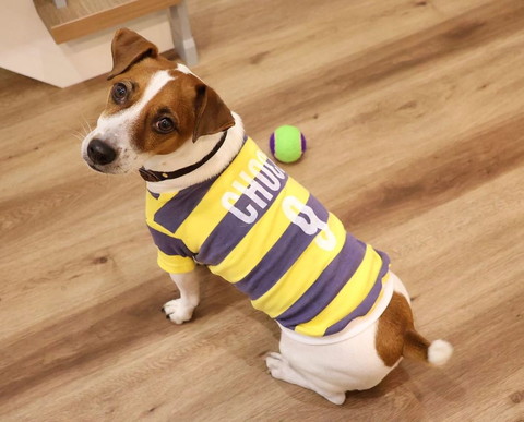 ユニフォーム着てるワンコ