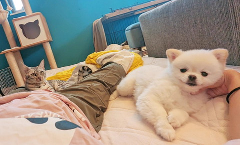 布団に飼い主と猫とワンコ