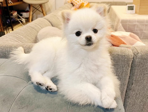 上品なたたずまいワンコ