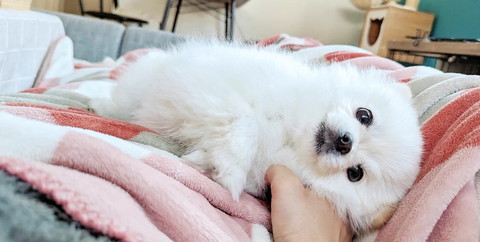 横になってるワンコ