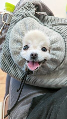 バッグから顔出してるワンコ