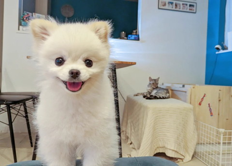 笑顔ワンコと後ろに猫