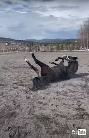 転ぶ馬