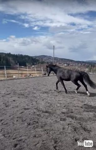 転ぶ馬