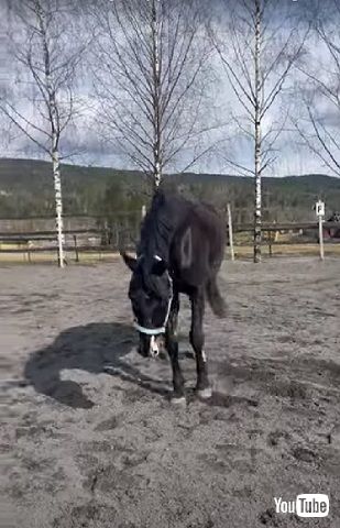 転ぶ馬