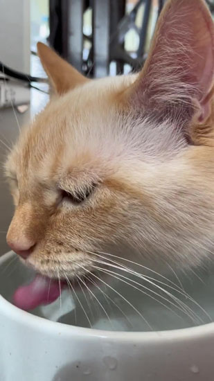 水を飲むてとくん