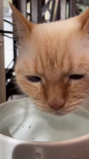 休憩するてとくん