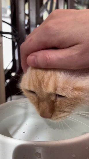 なでられるてとくん