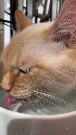 水飲みを再開するてとくん