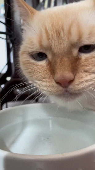 見つめるてとくん