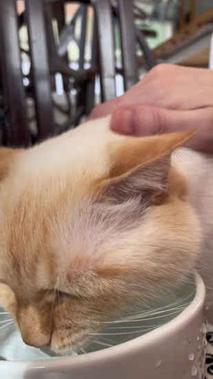 なでなでのために水を飲むてとくん