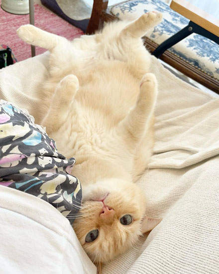 おなかを見せるてとくん