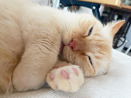 眠そうなてとくん