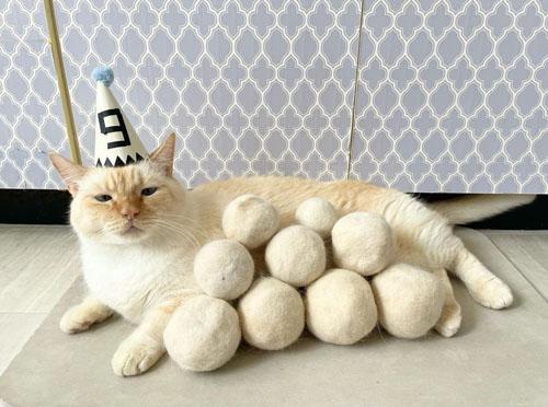 てとくんと毛玉ボール