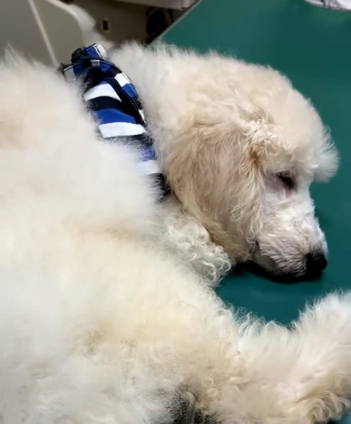 ドンマルアップ