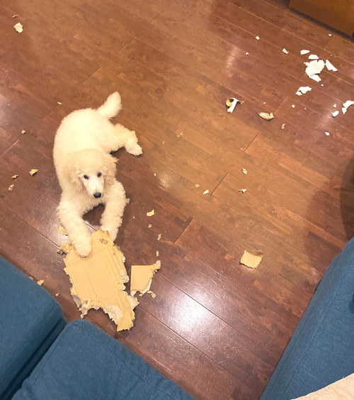 ダンボールビリビリ