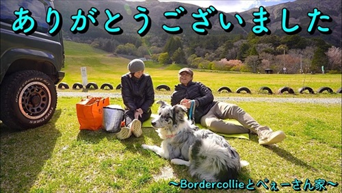 ボーダーコリーの成長