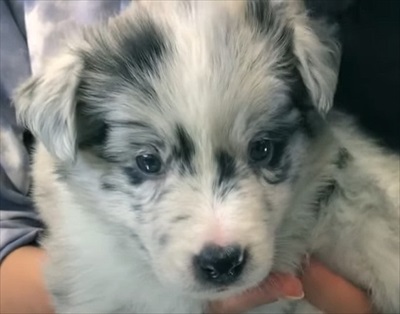 子犬のボーダーコリー