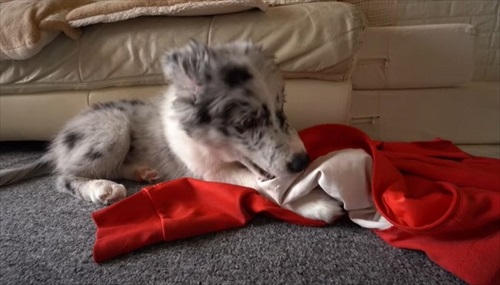 暴れるボーダーコリー