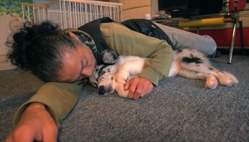 ボーダーコリーがお昼寝