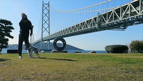 練習したボーダーコリー