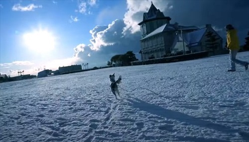 散歩するボーダーコリー