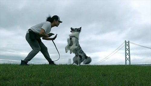 踊るボーダーコリー