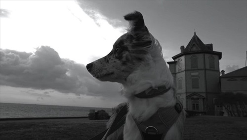 かっこいいボーダーコリー