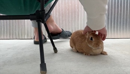 なでてた手が急に動かなくなったうさぎ