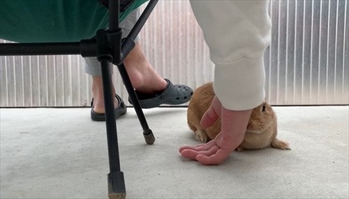 手を止めた飼い主