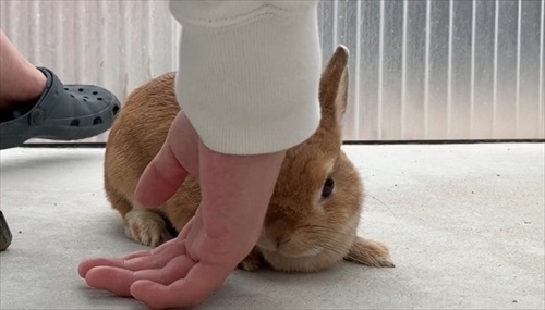 飼い主に寄り添っていたウサギ