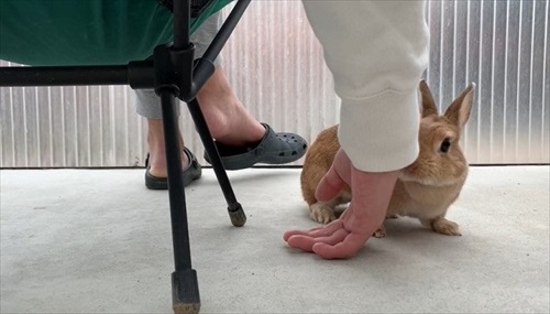 右にいくウサギ