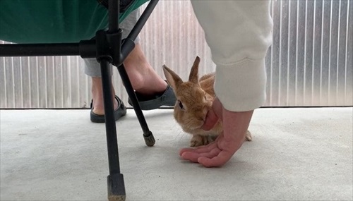 左に行くウサギ