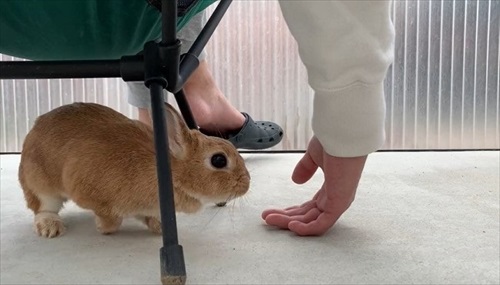 飼い主さんを見つめるウサギ
