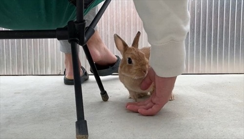 不思議そうなうさぎ