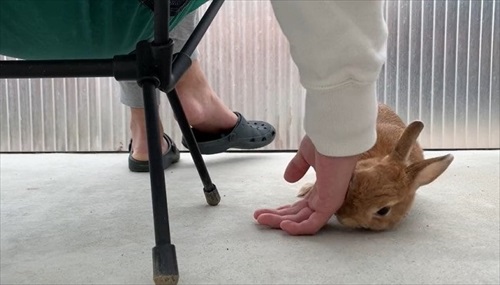 自分の頭を手の下にするうさぎ