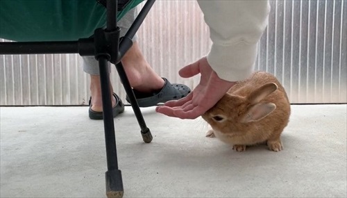 もぐりこむウサギ