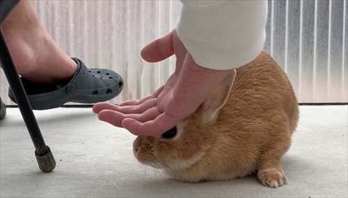 落ち着いたうさぎ