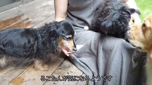迷い犬