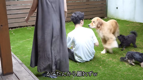 元気な迷い犬