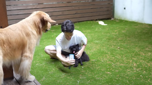 寄り添う迷い犬