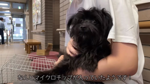マイクロチップが入った犬