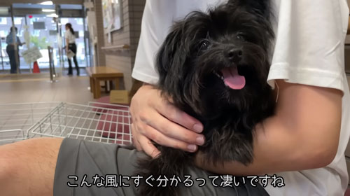 飼い主が見つかった犬