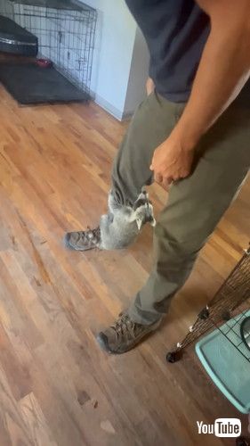 パパと遊ぶアライグマの赤ちゃん