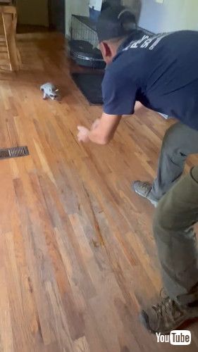 パパと遊ぶアライグマの赤ちゃん