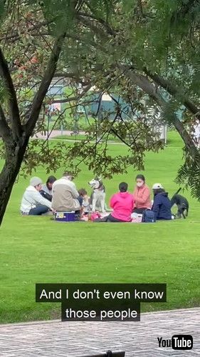 なじんでいる犬