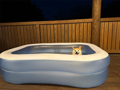 プールに入る気満々の柴犬