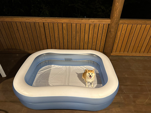 プールに入る気満々の柴犬