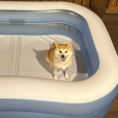 プールに入る気満々の柴犬