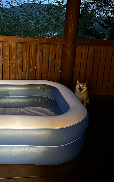 プールに入る気満々の柴犬